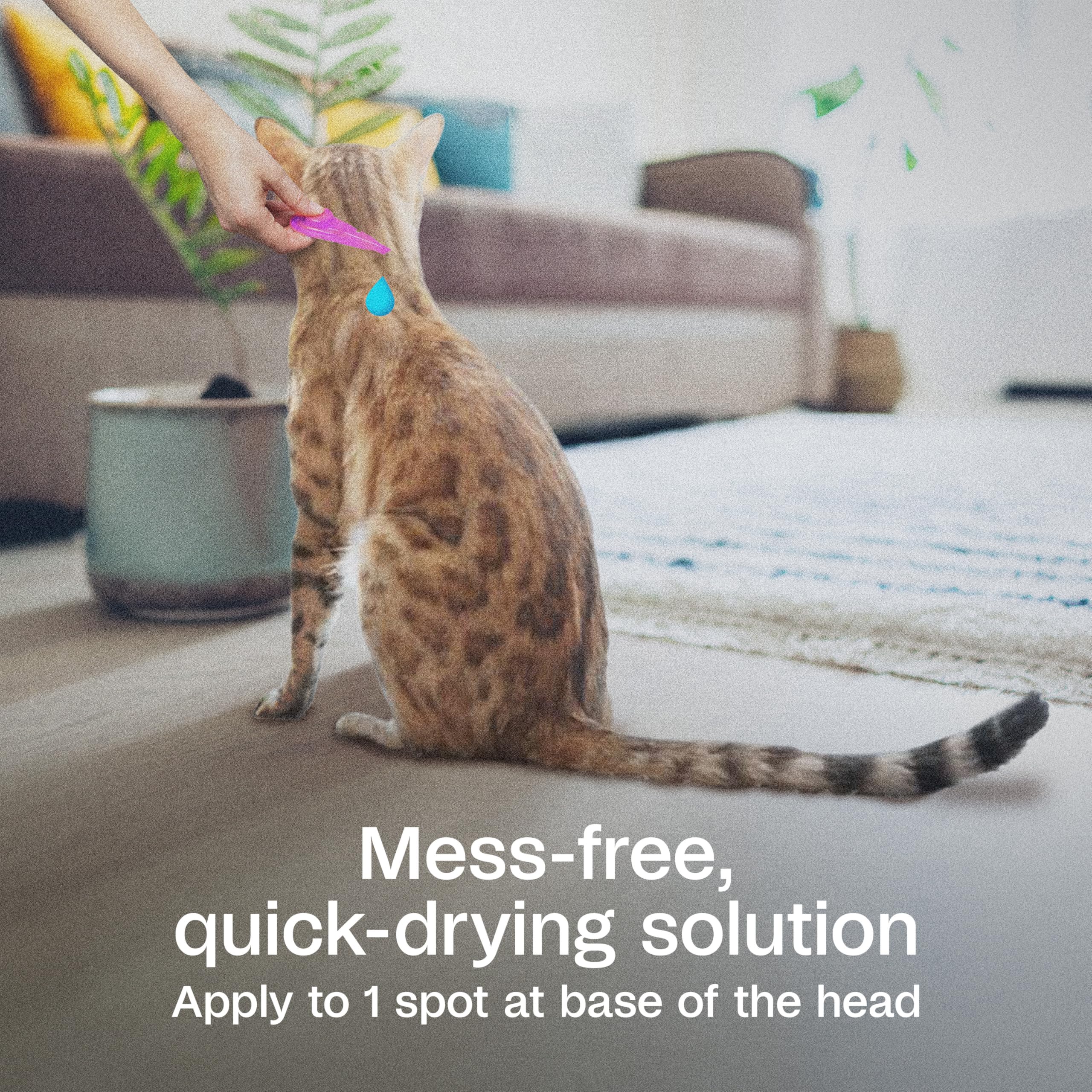 Répartition du produit sur la peau après l’application ADAMS Plus Chat.