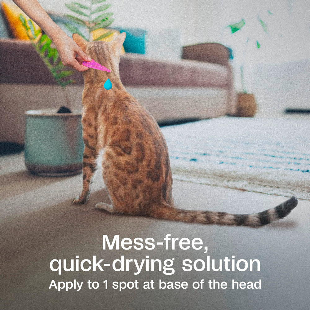 Répartition du produit sur la peau après l’application ADAMS Plus Chat.