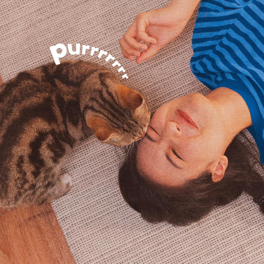 Moustiques repoussés après traitement ADAMS Plus Chat.