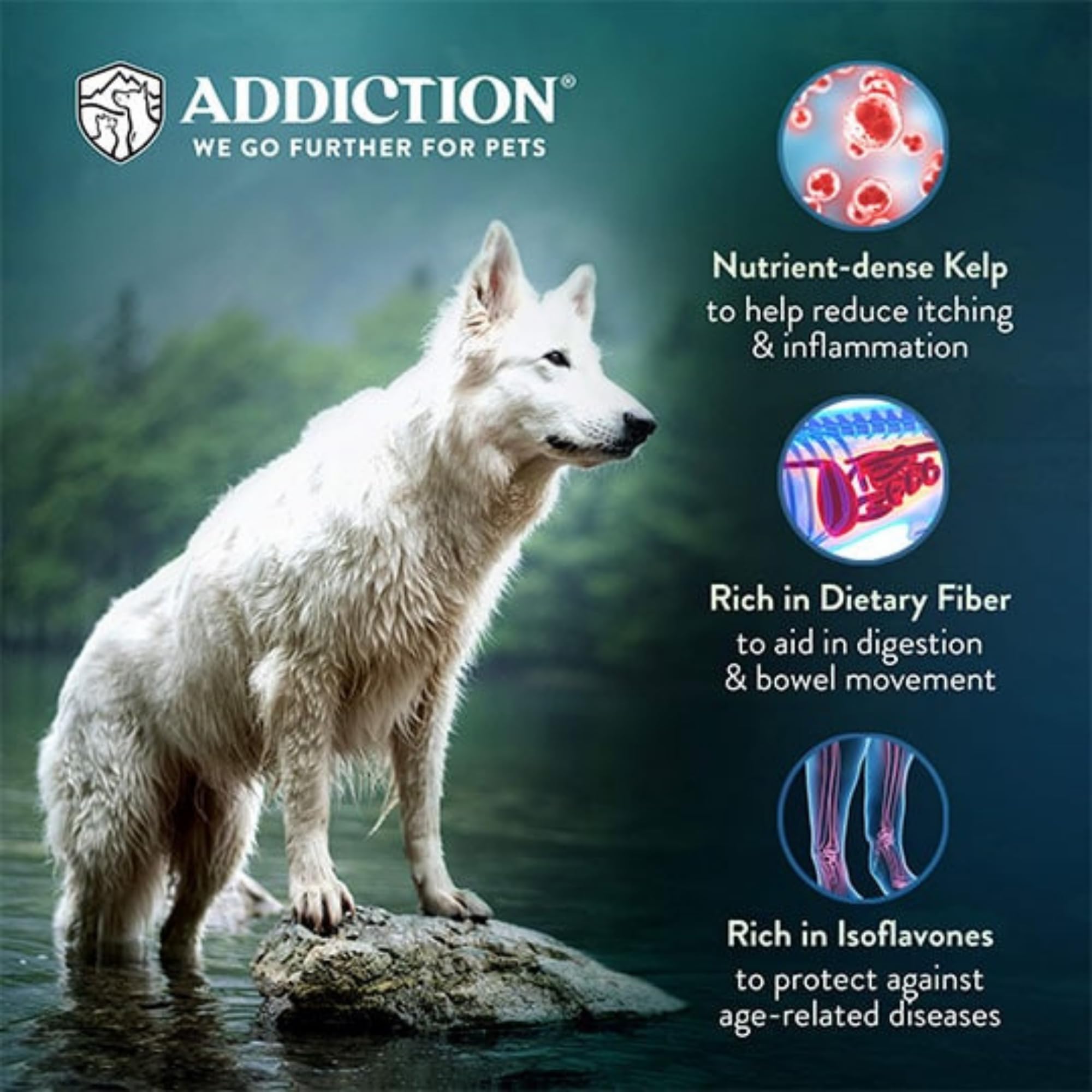 Chiens de tous âges peuvent bénéficier d'Addiction Zen.