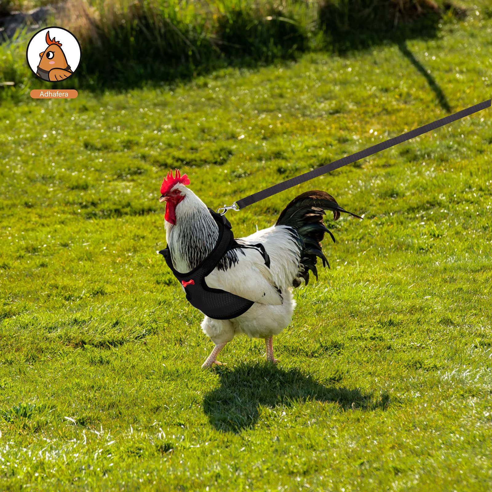 Utilisation polyvalente Adhafera, harnais pour poulet, canard, oie ou petit chien.