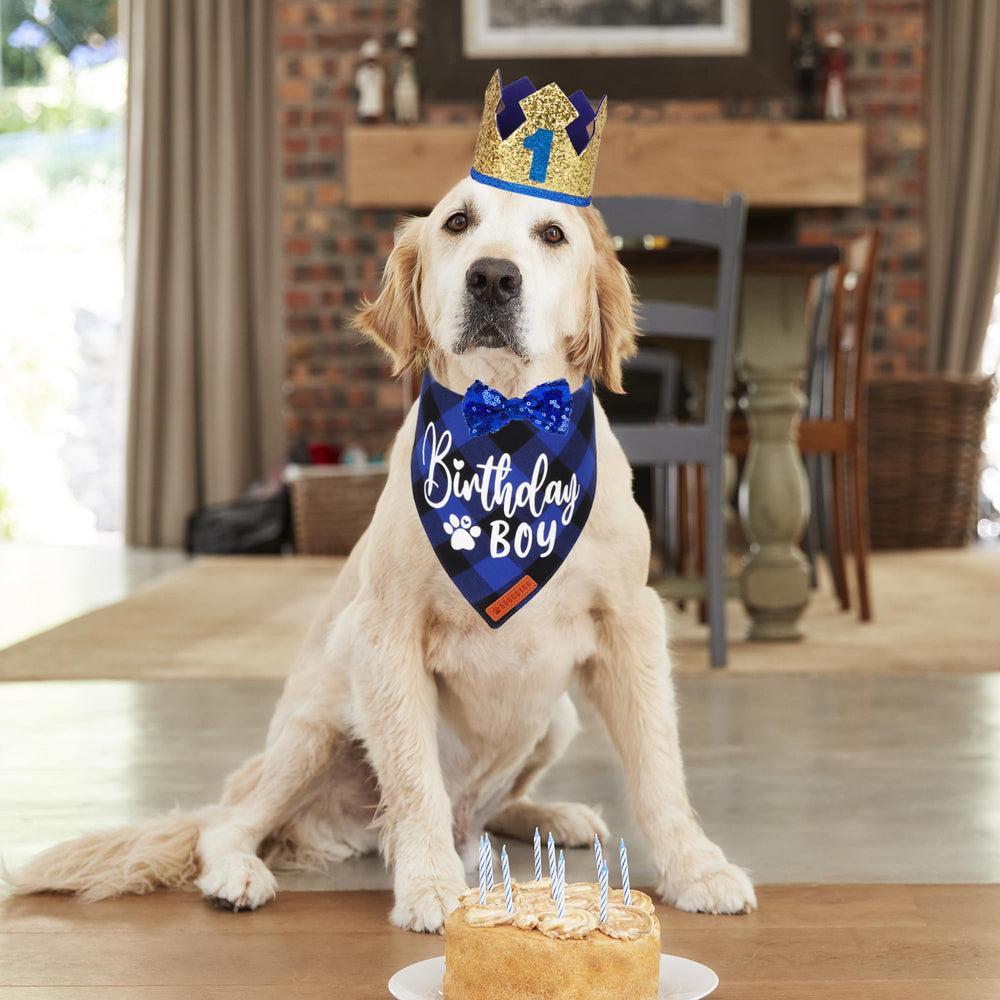 Bandana anniversaire bleu à carreaux ADOGGYGO pour un look câlin lors des fêtes.