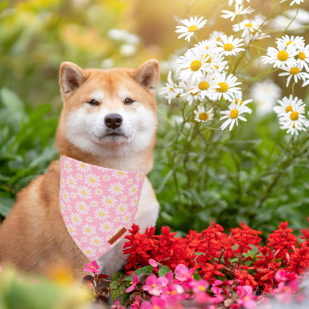 ADOGGYGO bandana floral rose marguerite ajustable, adapté au cou moyen à large