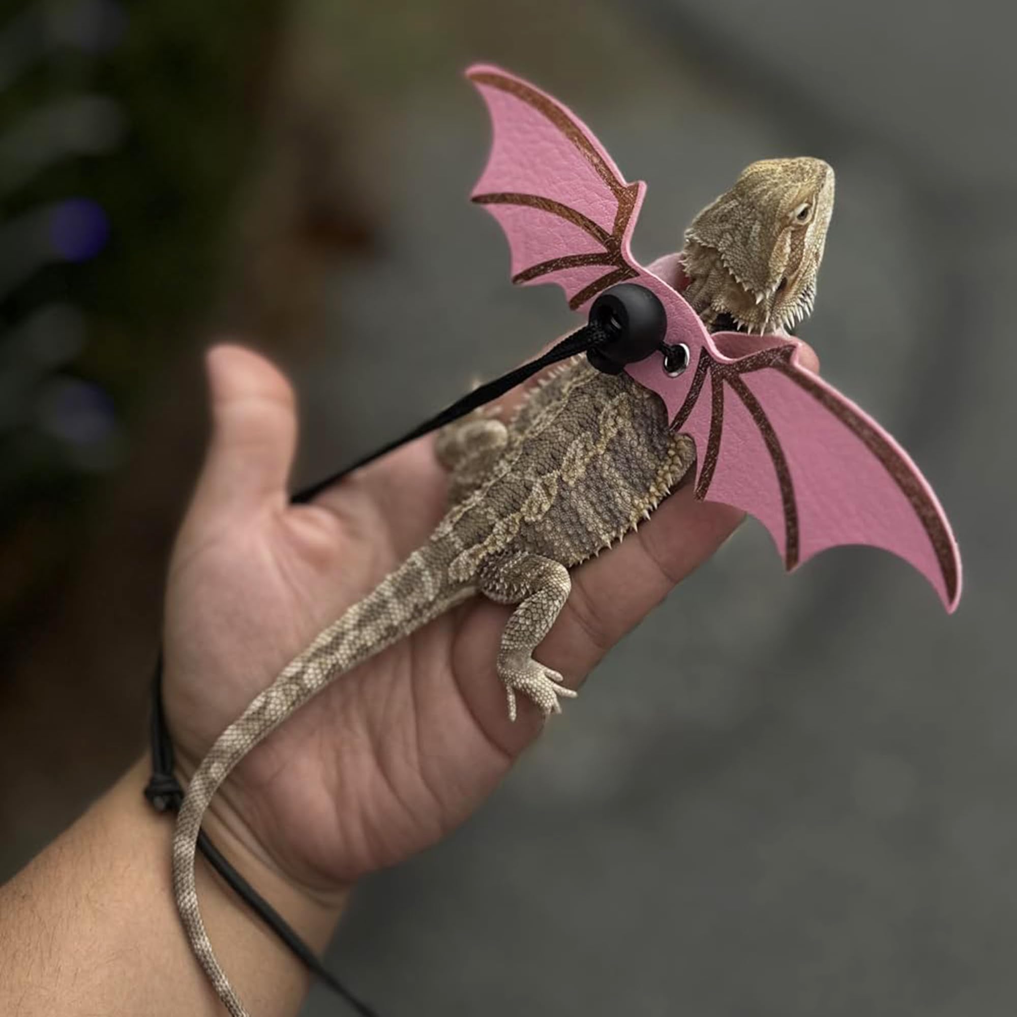 Utilisation en extérieur avec le harnais ADOGGYGO pour dragon barbu et petits reptiles.