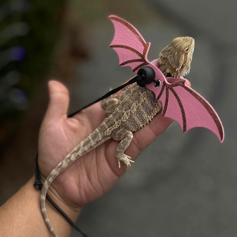 Utilisation en extérieur avec le harnais ADOGGYGO pour dragon barbu et petits reptiles.