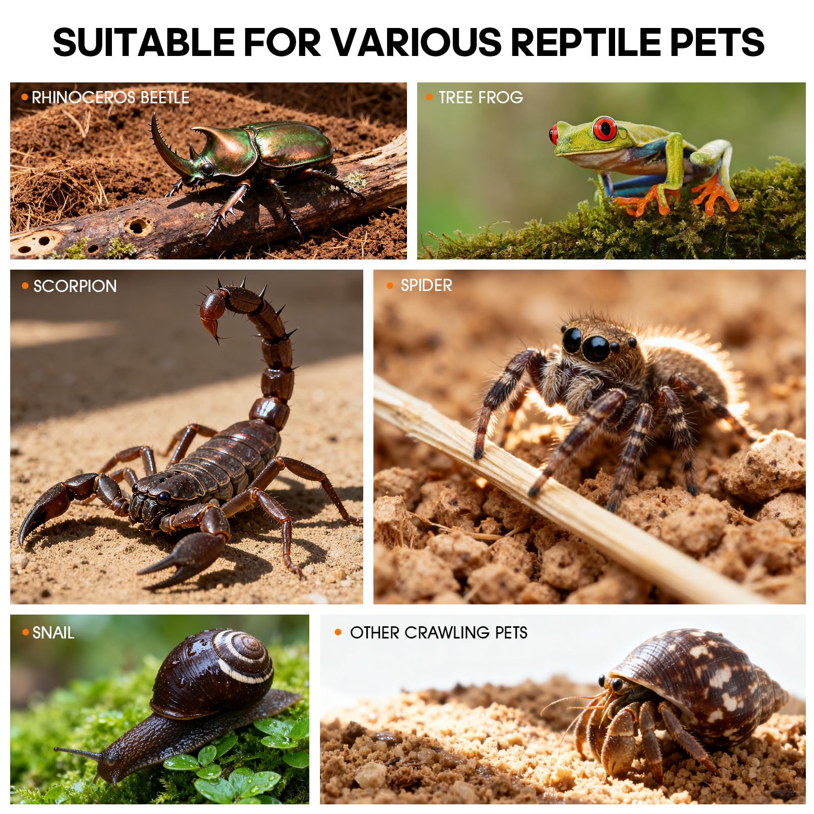 Terrarium Adoture pour petits invertébrés : idéal pour sauterelles et gastéropodes.