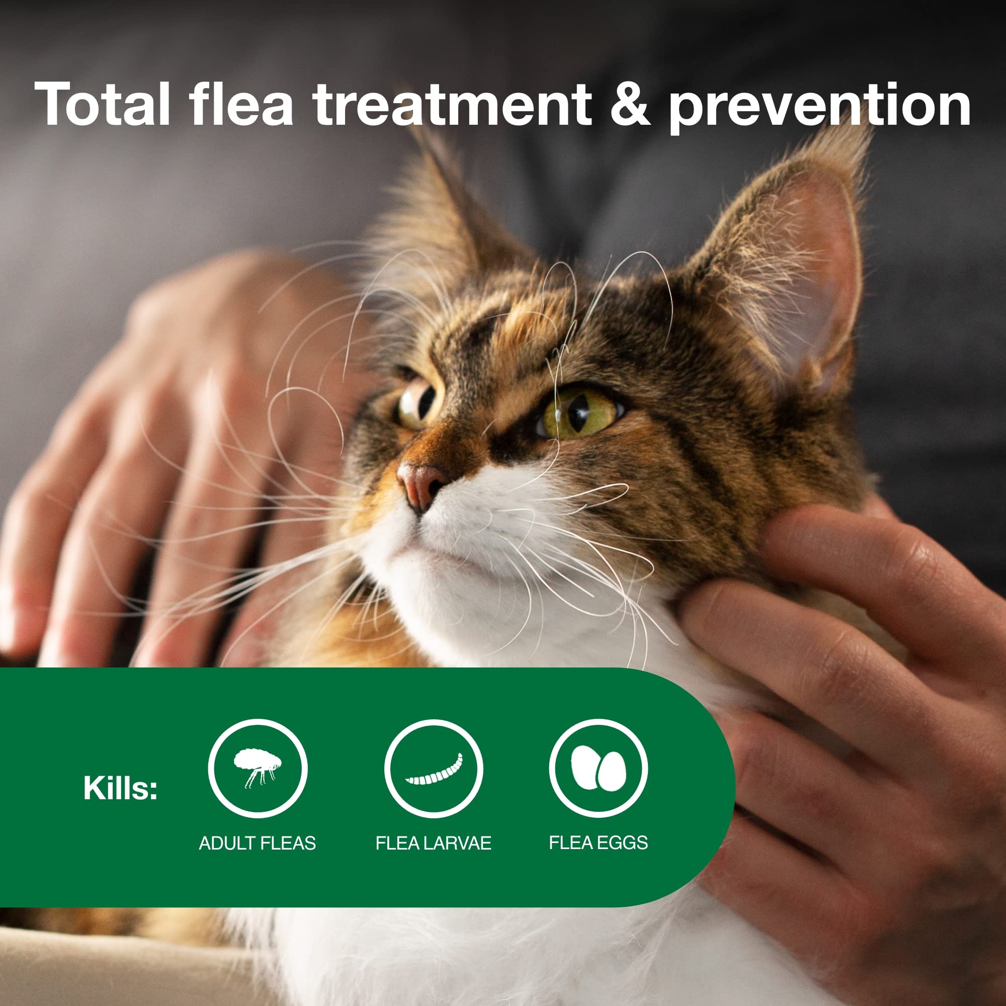Advantage II Chat Grand: action rapide en 12 heures contre les puces.