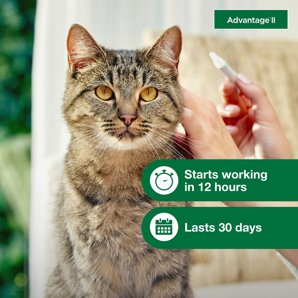Advantage II Chat Grand: formule sans parfum pour chats sensibles.