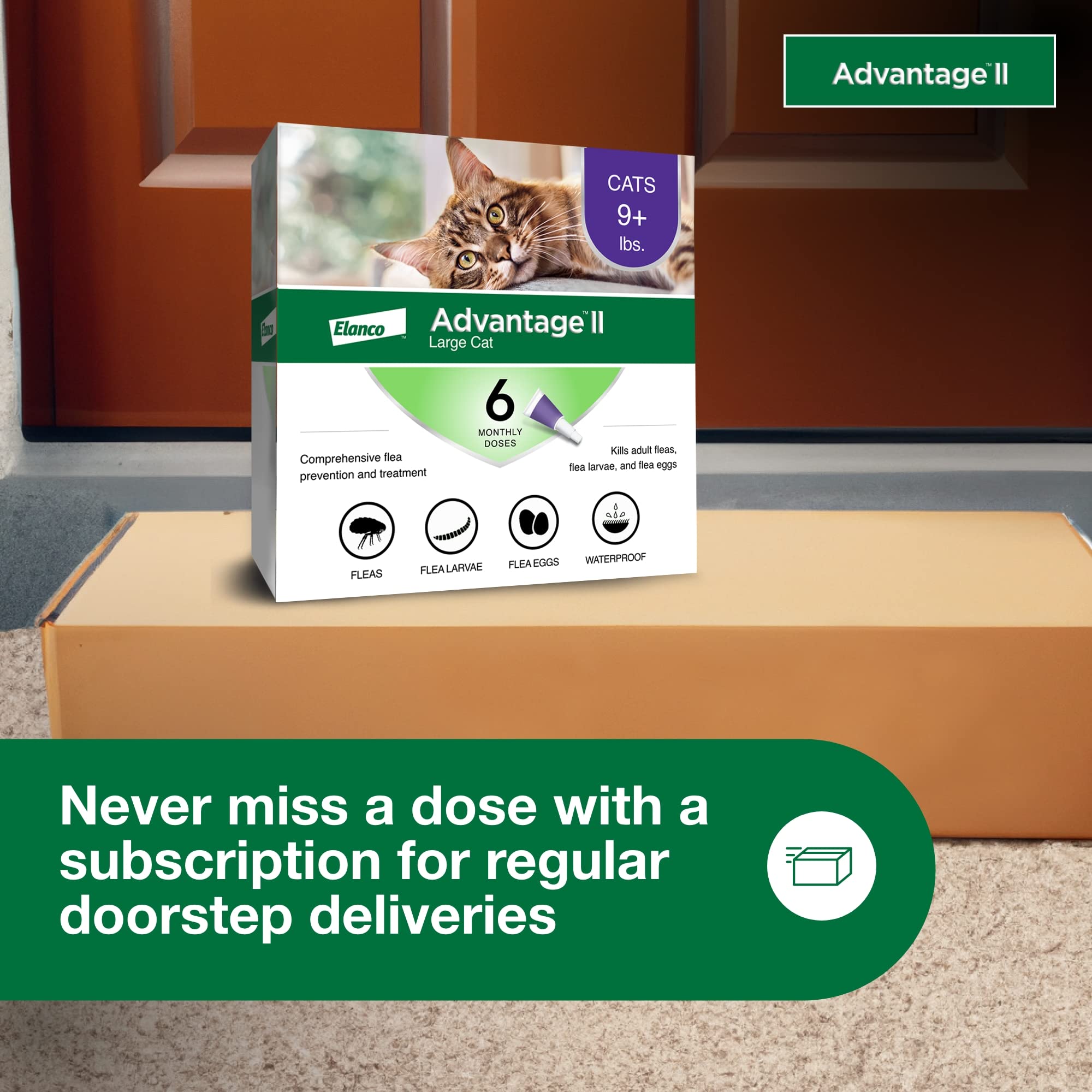 Advantage II Chat Grand – Action en 12 heures et protection mensuelle.