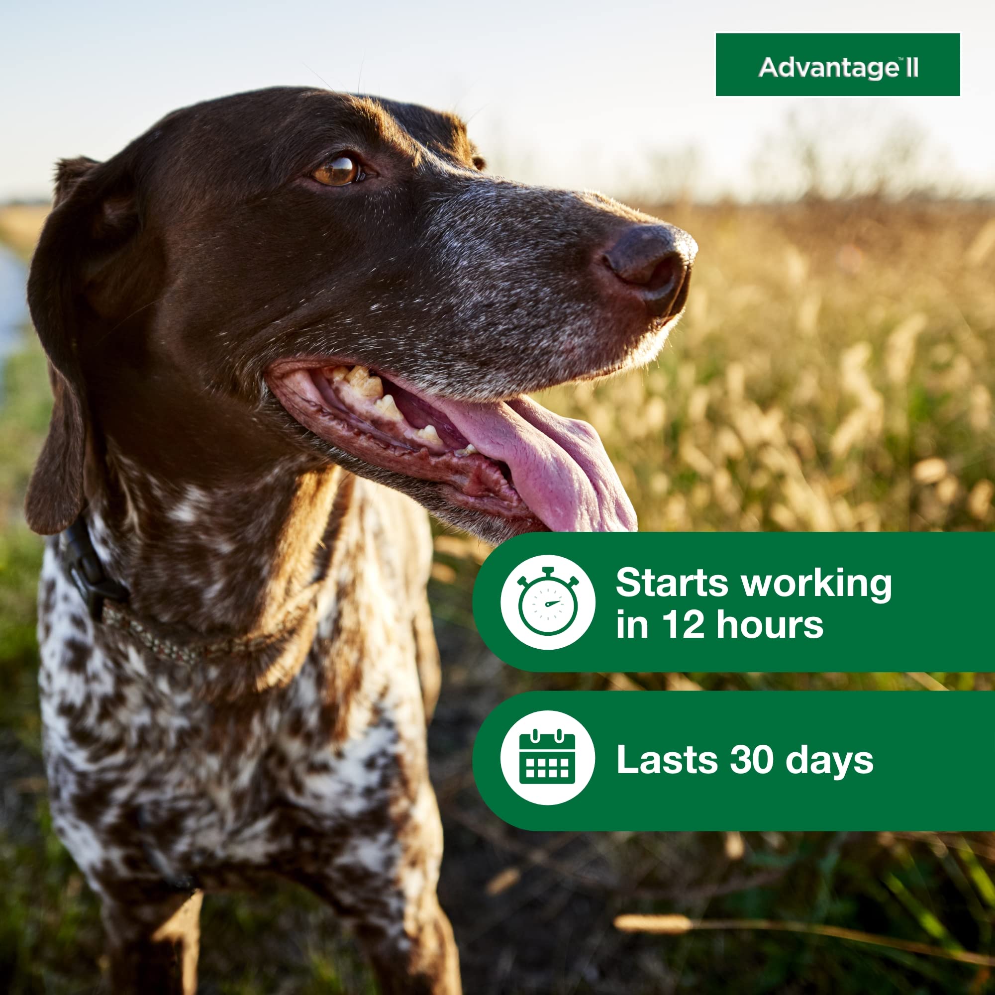 Traitement mensuel avec Advantage II pour chien moyen.