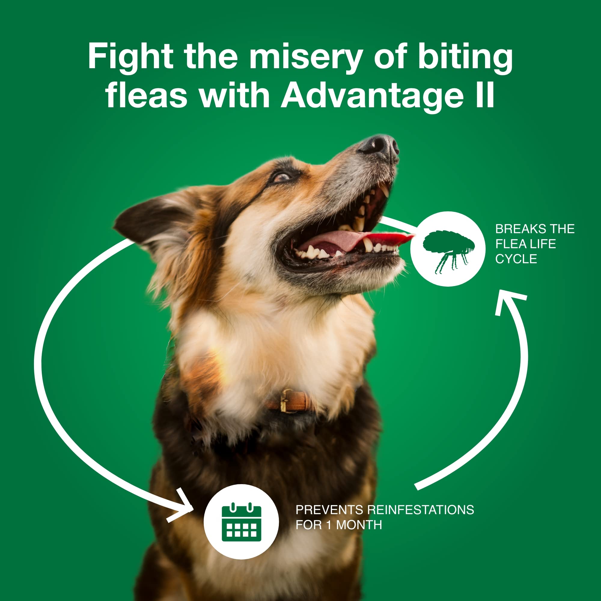 Advantage II Grand Chien – produit imperméable après 24 heures.