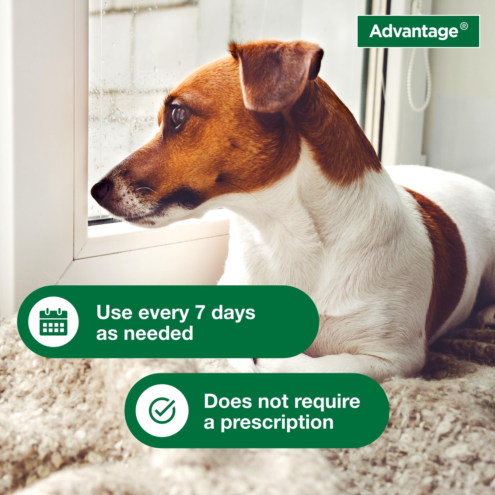 Advantage: poil-brillant-shampoing-puces-tiques-chien, pelage éclatant après lavage.