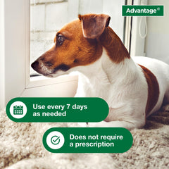 Advantage: poil-brillant-shampoing-puces-tiques-chien, pelage éclatant après lavage.