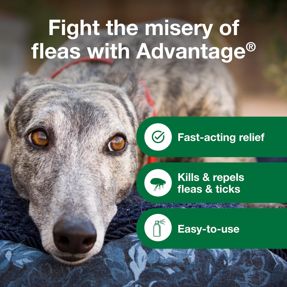 Advantage Spray chien plus de 6 mois, usage guidé et sûr