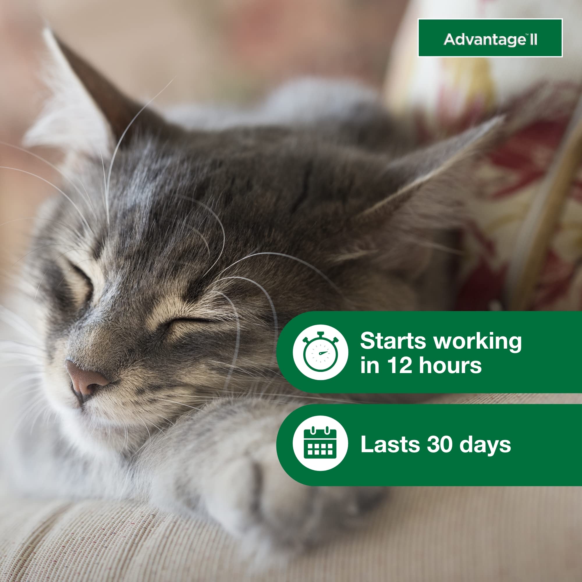 Advantage II Chat Petit – formule sans parfum et résistance à l’eau après 24 heures.