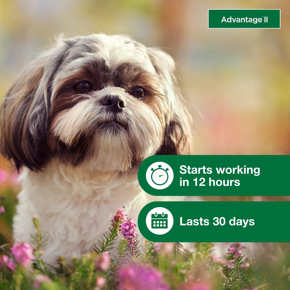 Advantage II Petit Chien – formule sans parfum pour les chiens sensibles.