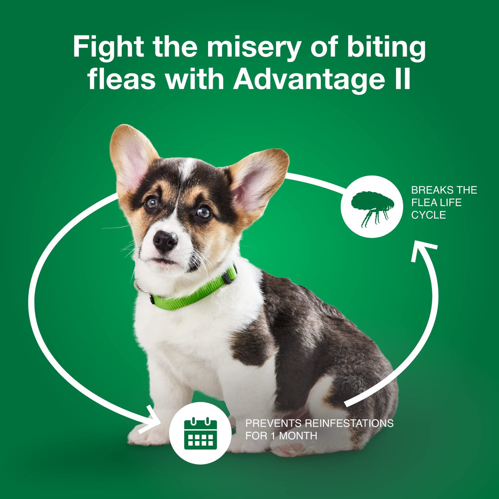 Advantage II Petit Chien – résistant à l’eau après 24 heures pour une protection durable.