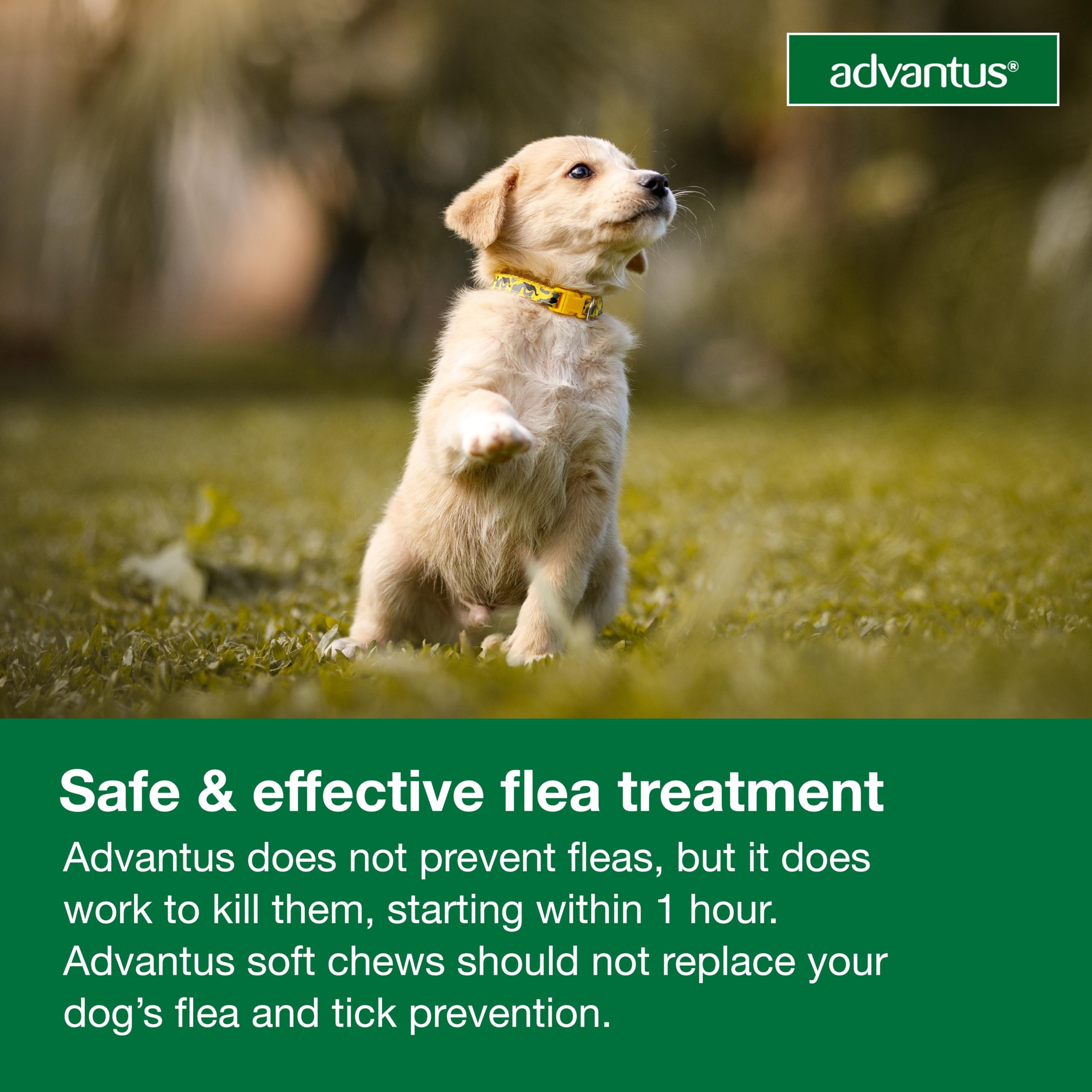 Advantus chien traitement puces: efficacité rapide en une heure.