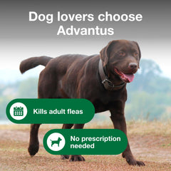 Dose quotidienne Advantus pour chiens pesant 23 à 110 livres.