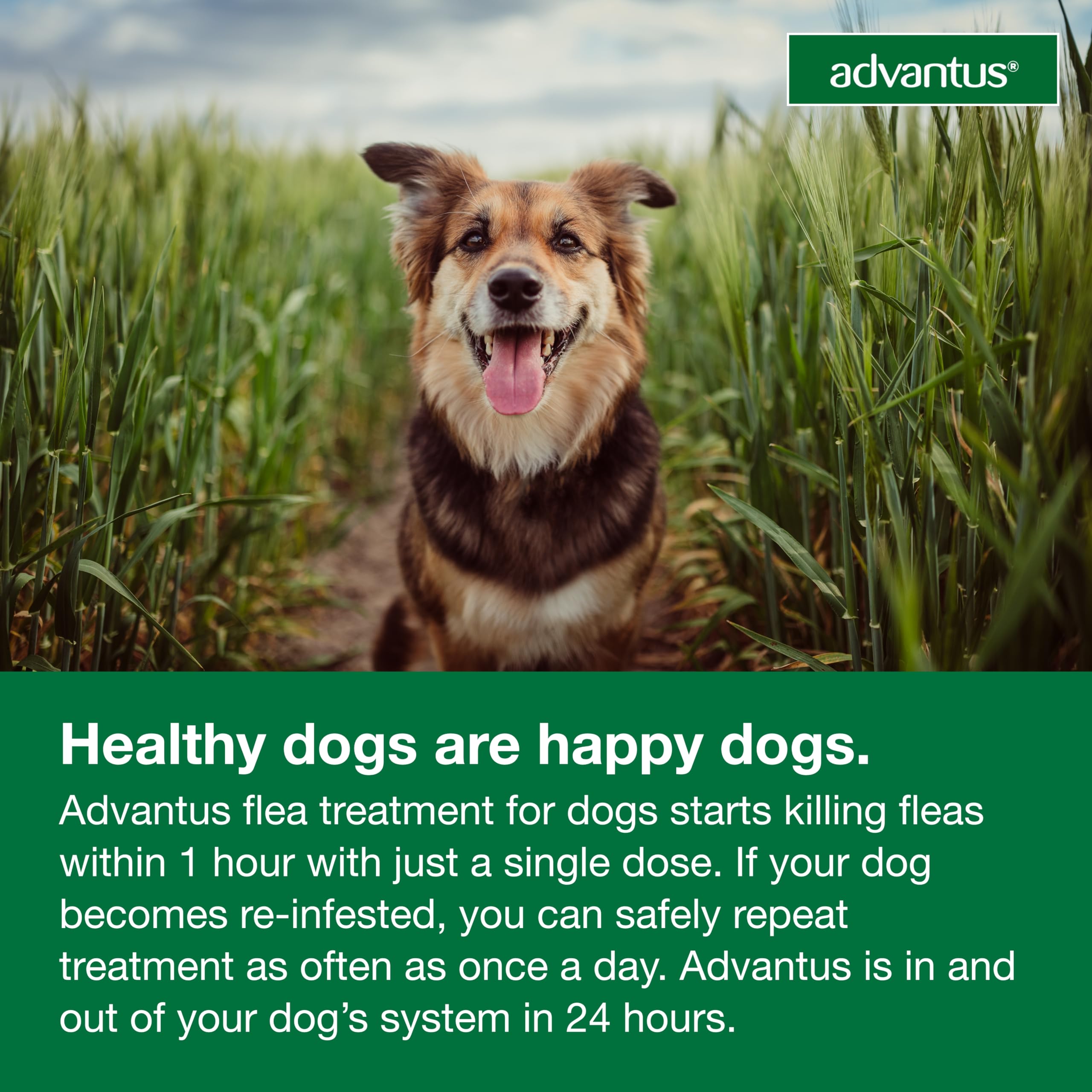 Advantus disponible pour grands chiens 23-110 lb.