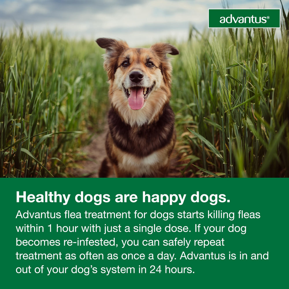 Advantus disponible pour grands chiens 23-110 lb.