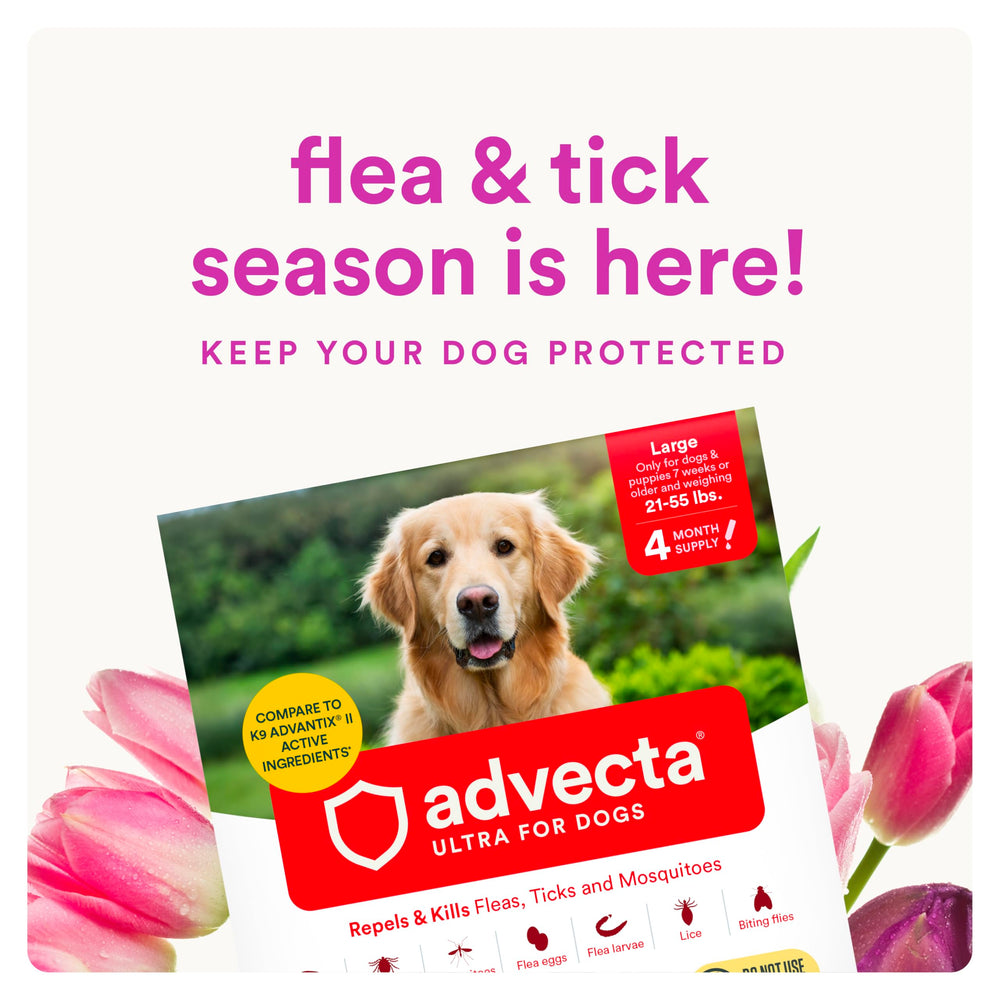 Advecta Ultra, zone d’application sur le cou du chien, pratique.