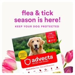 Advecta Ultra, zone d’application sur le cou du chien, pratique.