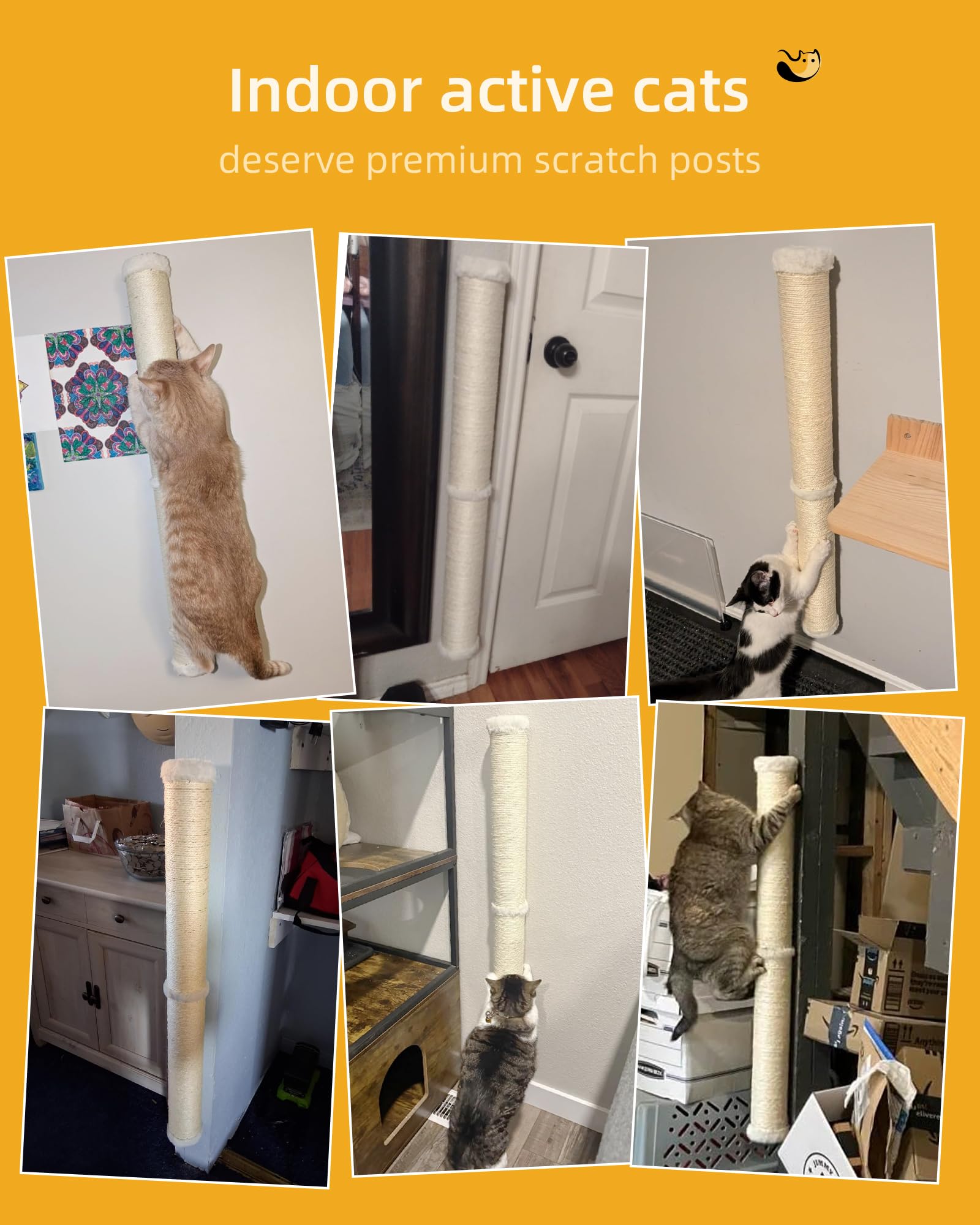 Chat utilisant le poteau pour étirer et s’amuser.