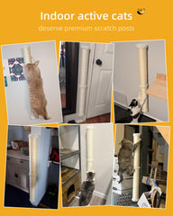Chat utilisant le poteau pour étirer et s’amuser.