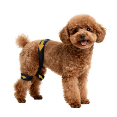 Aeegee orthèse hanche chien ensemble: soutien robuste pour mobilité quotidienne.