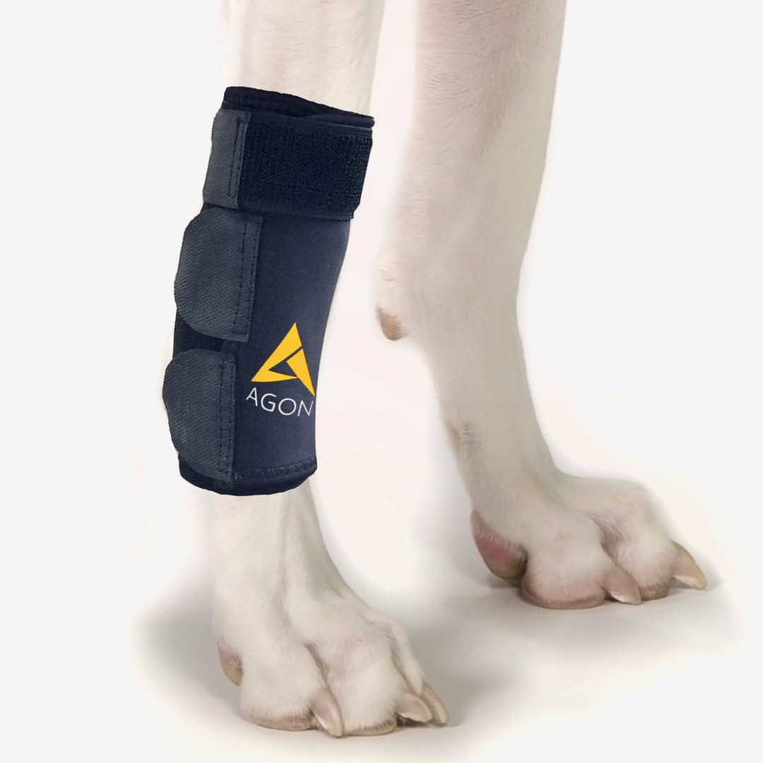 Attelle AGON pour patte avant, gros plan sur la stabilité et le maintien.