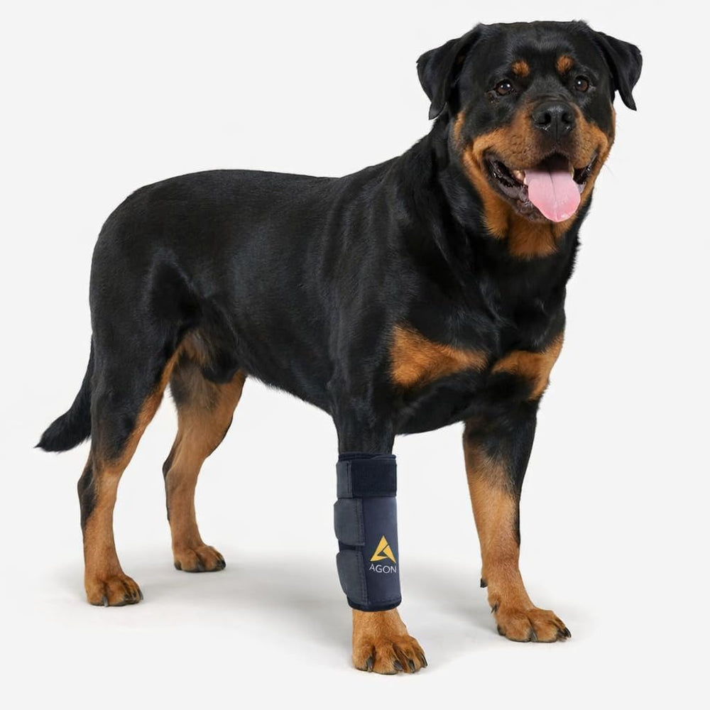 Attelle AGON idéale pour chien actif lors des promenades.