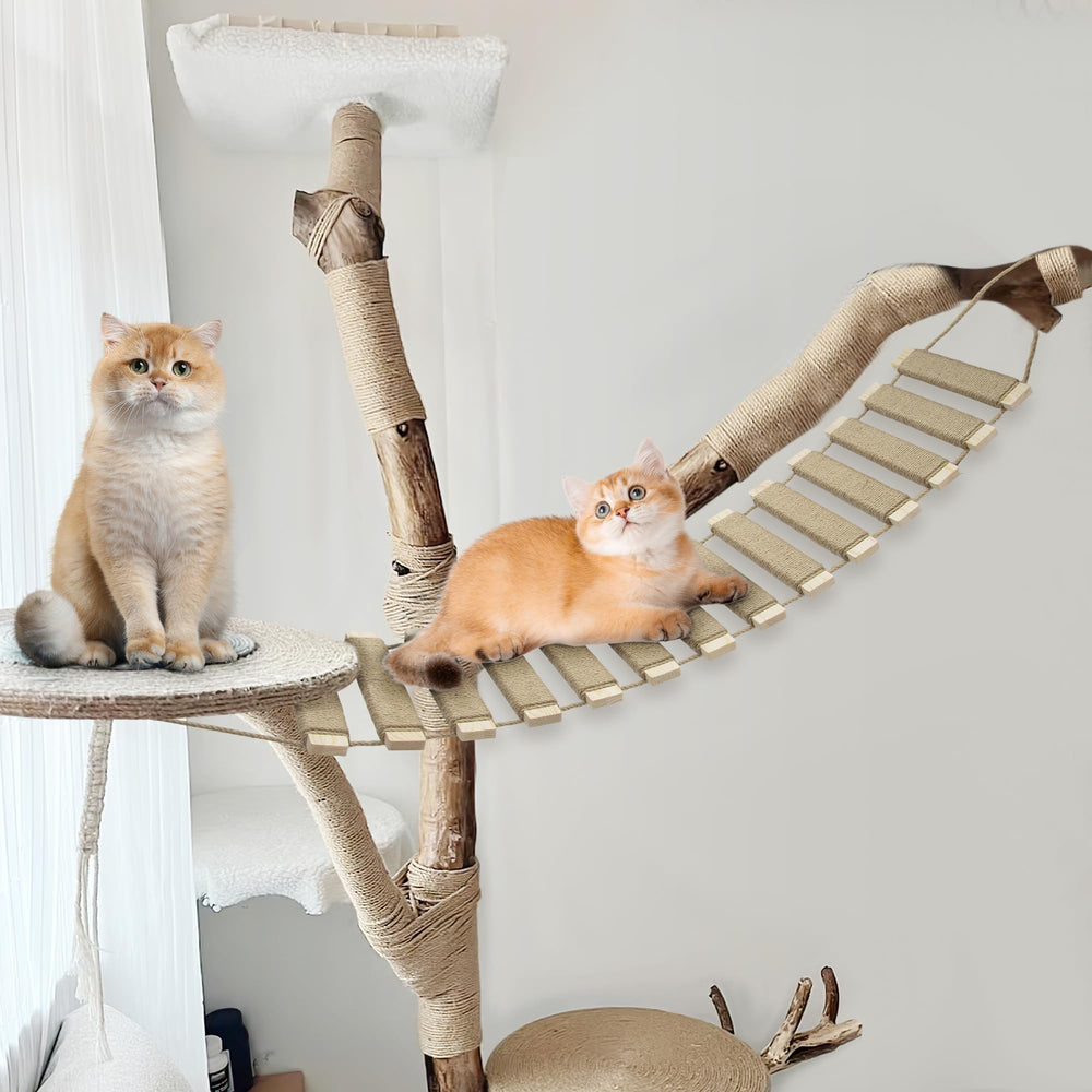 AGRICUE pont chat mural sisal – passerelle sécurisée pour grattage et détente
