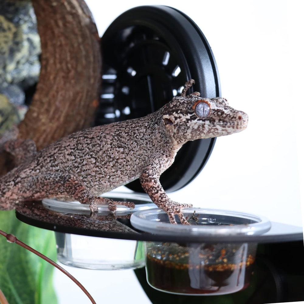 Aiicioo Gecko Feeder Ledge, nettoyage rapide grâce aux bols transparents