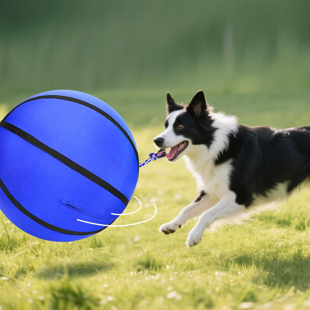 Exemple de jeu canin en plein air avec le ballon AIPERRO