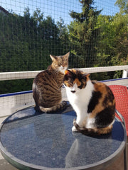 AIYGO dimensions modulables chat balcon filet adaptable à diverses rambardes et fenêtres.
