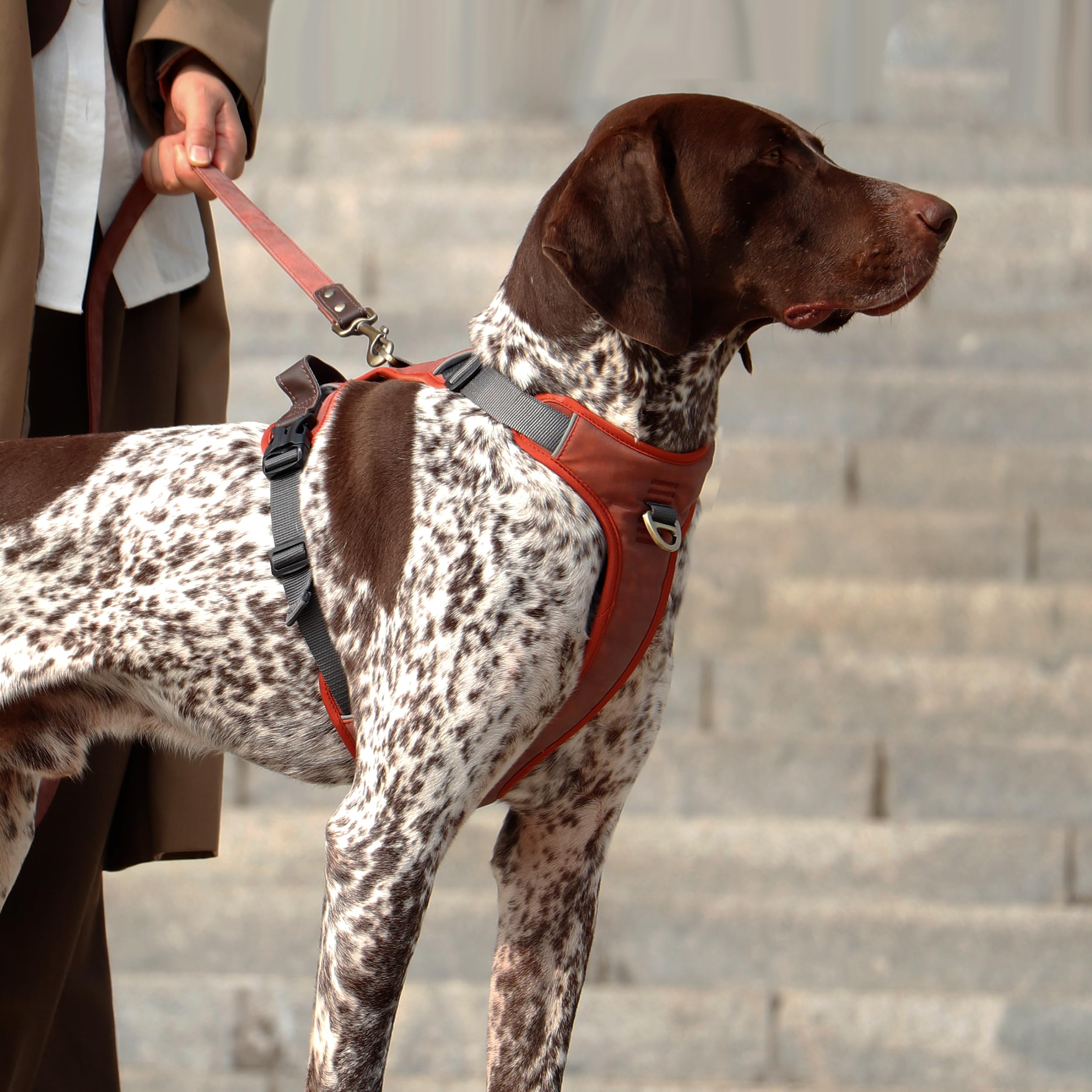 AKAILEA harnais chien moyen, texture cuir PU et rembourrage confortable.