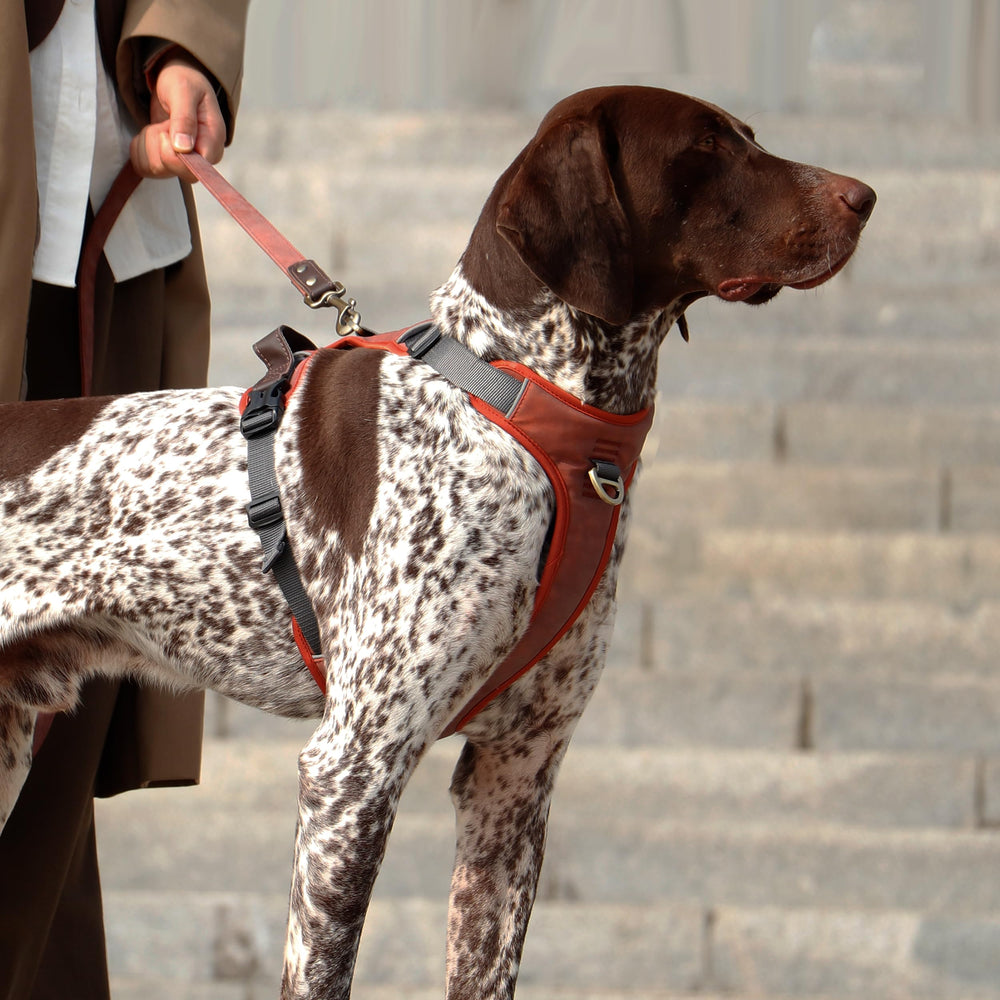 AKAILEA harnais chien moyen, texture cuir PU et rembourrage confortable.