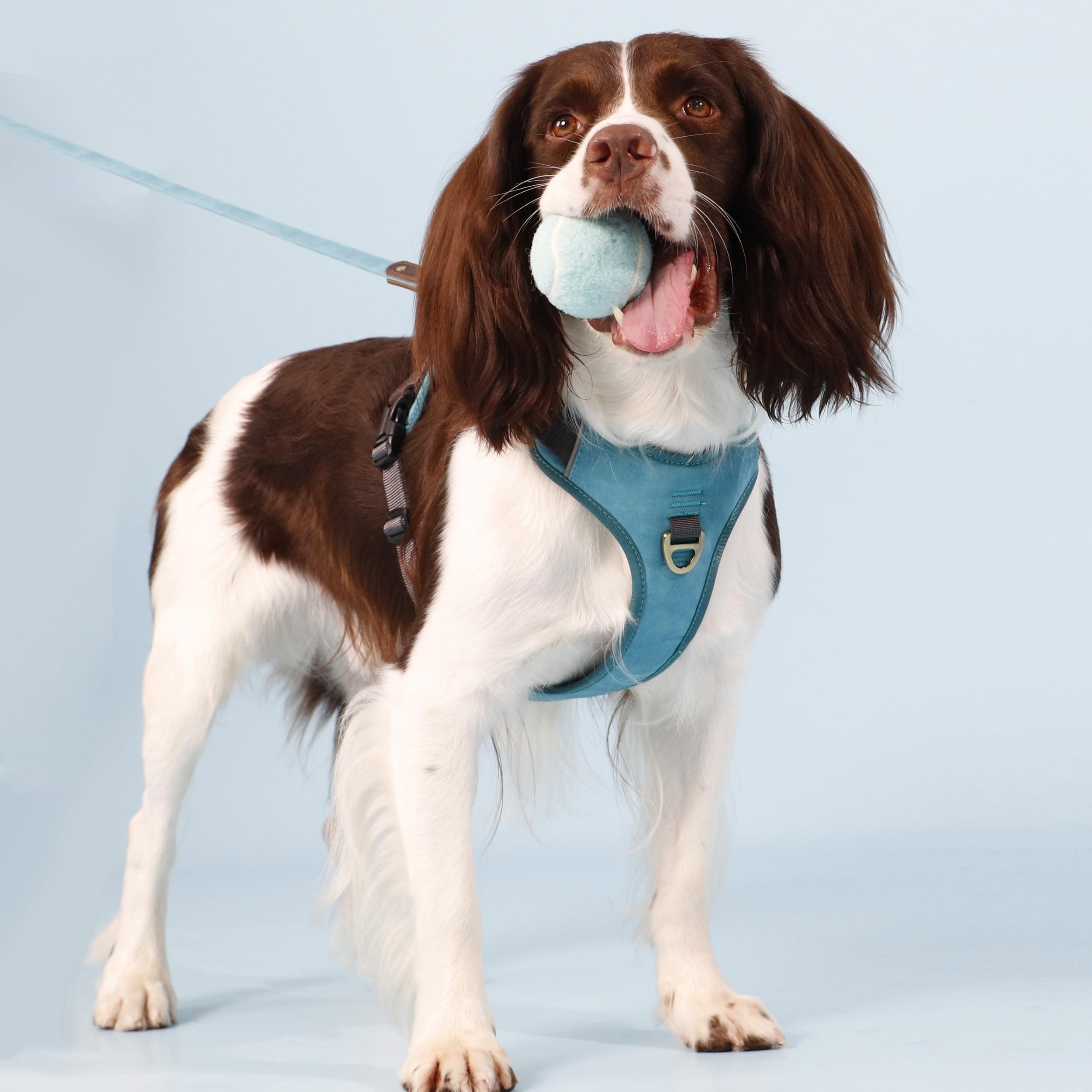 Harnais AKAILEA de taille moyenne, parfaitement adaptable à votre chien.