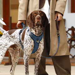 Poignee-controle AKAILEA bleu, aide pratique pour aider le chien à entrer dans la voiture.