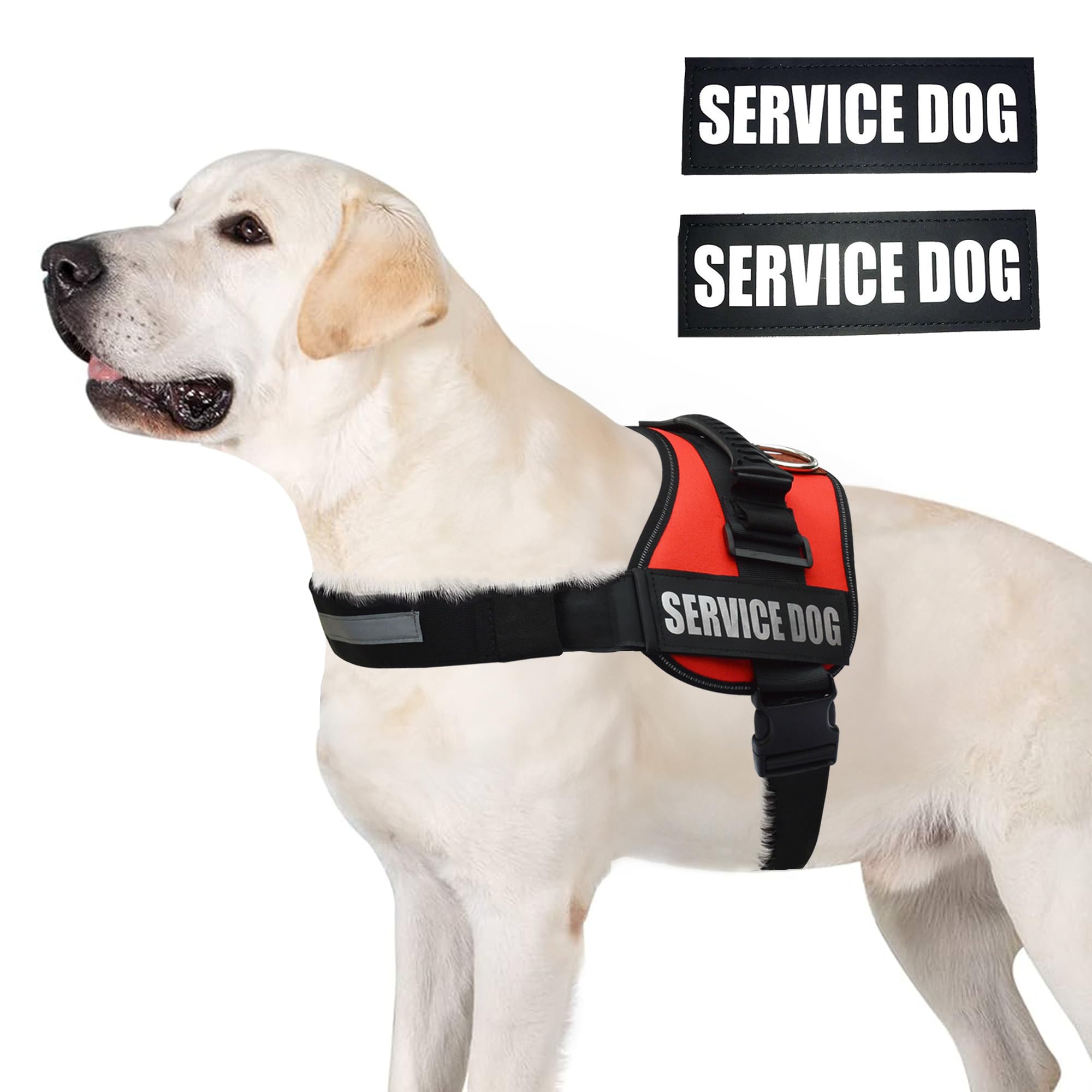 ALBCORP gilet chien-service vue arrière, structure durable et renforts