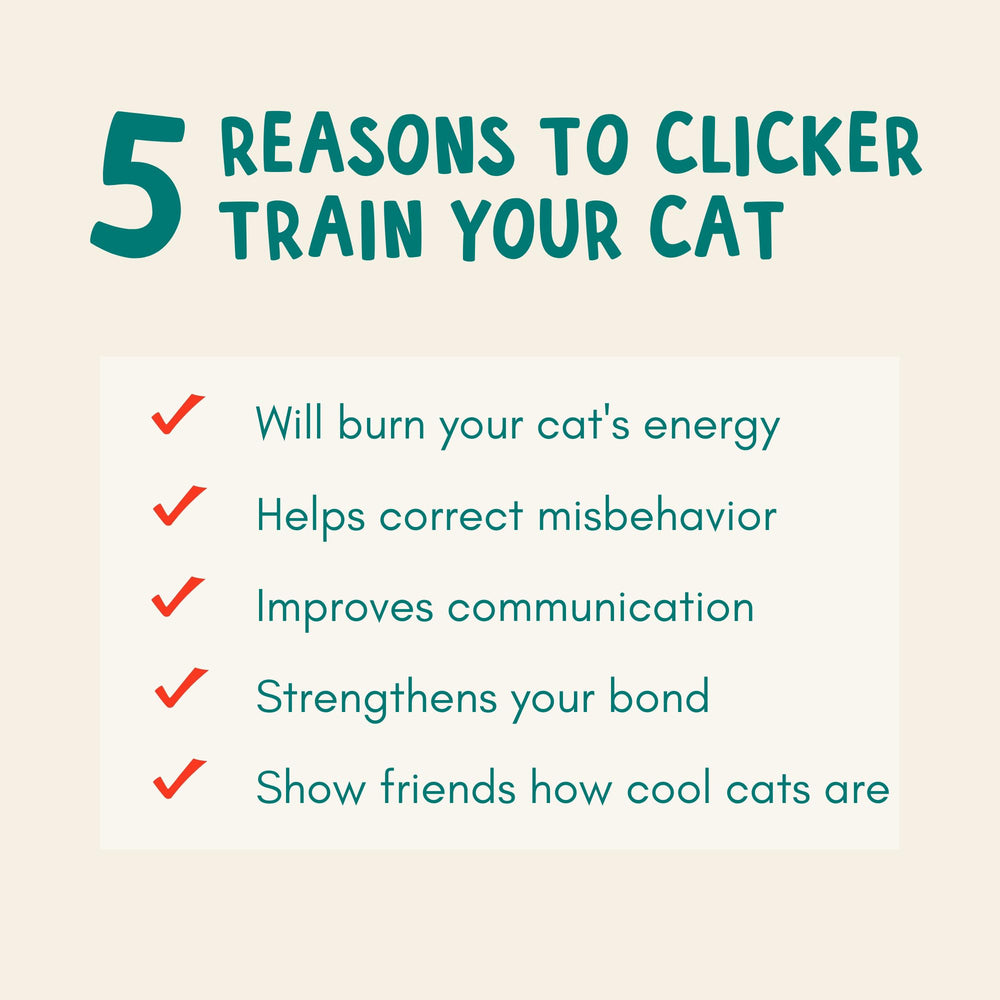 ALBERT & MIA exemples de tricks pour chats et sessions ludiques