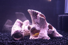 ALEGI cavernes-refuge-aquarium, passages multiples, facilité d'observation sans dérangement.