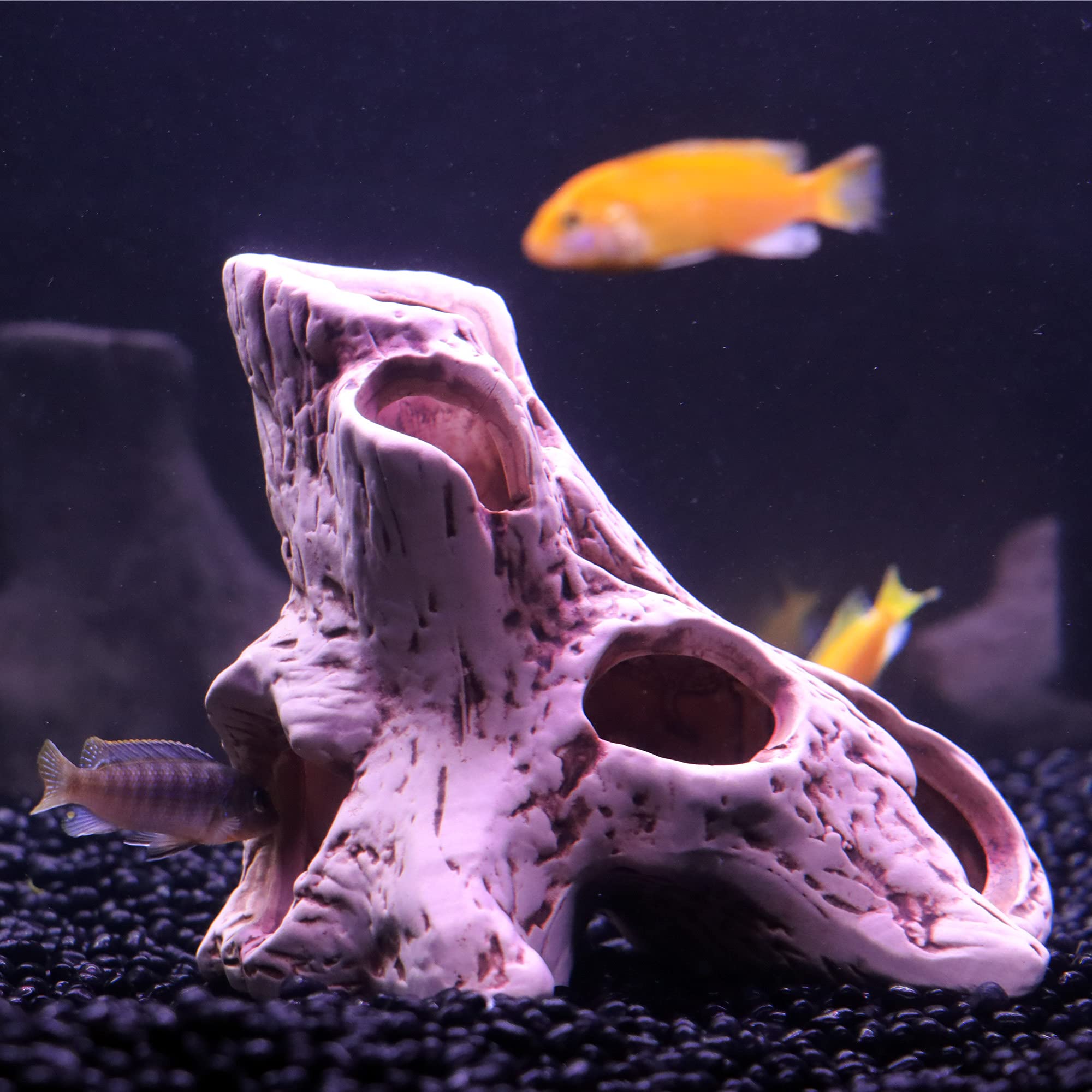 ALEGI trou-tronc: observation facile et repos pour poissons.