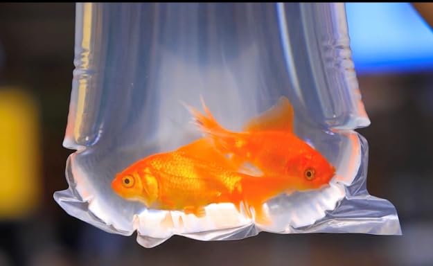 AlfaEx Sacs Poissons Résistance à l Humidité et aux Chocs, protection temporaire fiable.