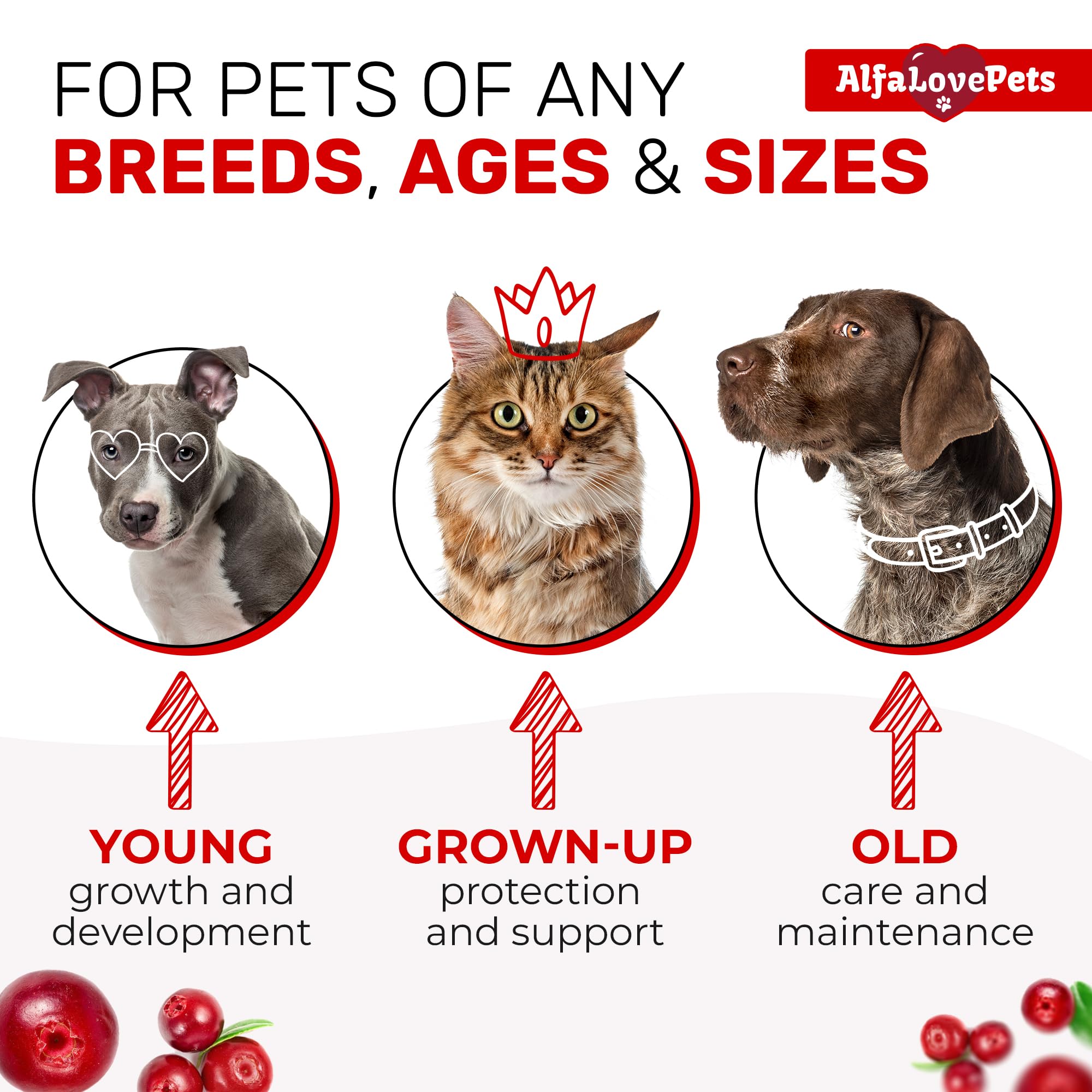 Soutien digestion et voies urinaires avec Alfa Love Pets pour chiens et chats.