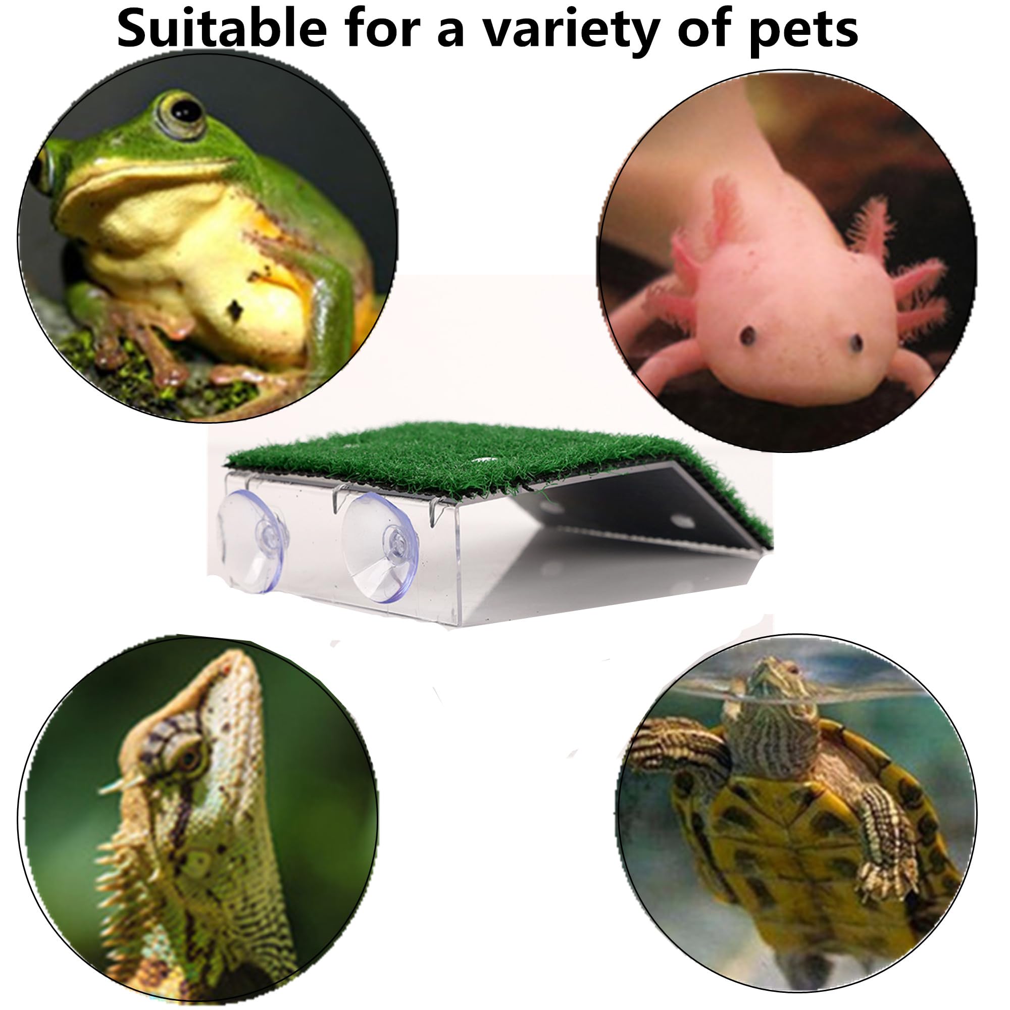 alfyng accessoire tortue amphibiens : accessoire polyvalent pour reptiles et amphibiens.