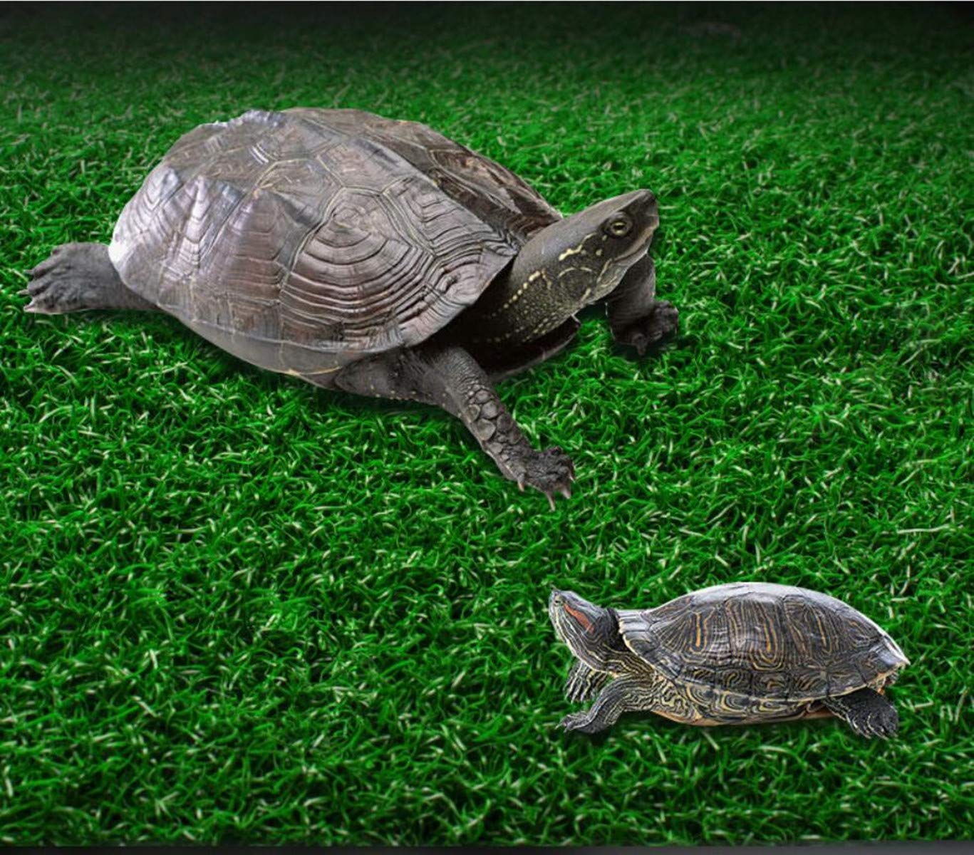 alfyng décor flotte aquarium : décor flottant qui enrichit l’habitat.