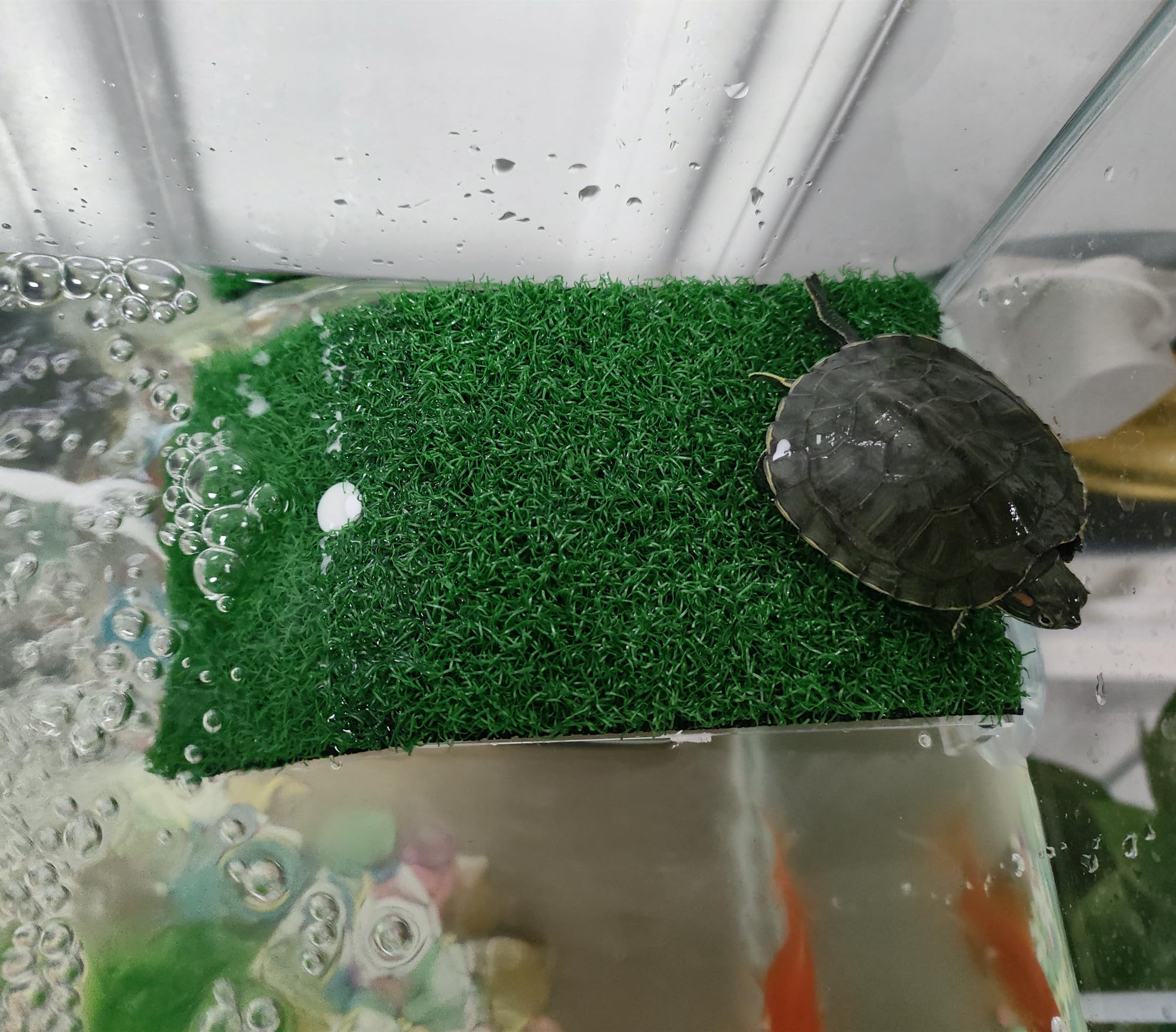 alfyng terrasse repos tortue : zone de repos sur une surface naturelle.