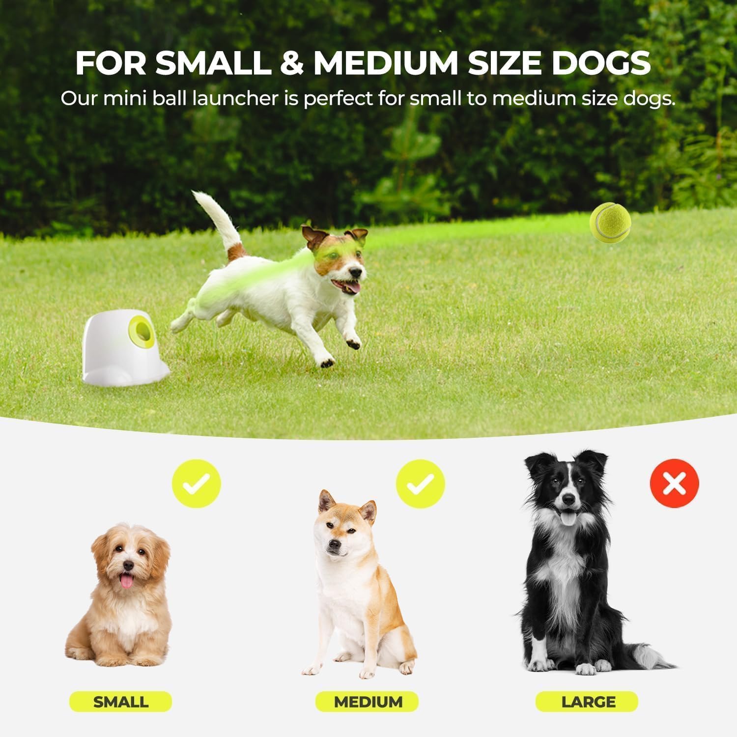 Outil d'entraînement et stimulation mentale pour chien.